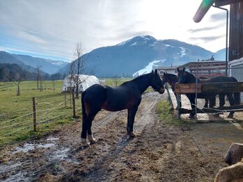 Welsh-Cob Wallach, Eveline Weingartner , Horses For Sale, Kössen