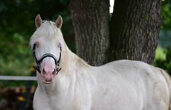 Welsh Cob Sek. D sucht neue Aufgabe, Jaqueline , Horses For Sale, Großenrade