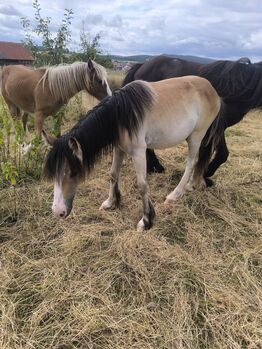 Welsh D Jährling  Buckskin Splash Overo