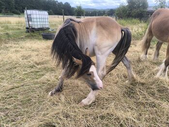 Welsh D Jährling  Buckskin Splash Overo, Tina, Horses For Sale, Calden