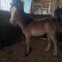 Welsh D Jährling Sooty Buckskin Splash
