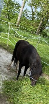 Welsh A Pony, Katharina  Stockhammer , Horses For Sale, Polling im Innkreis