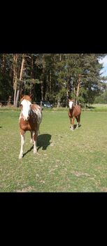 Welsh Partbred Wallach