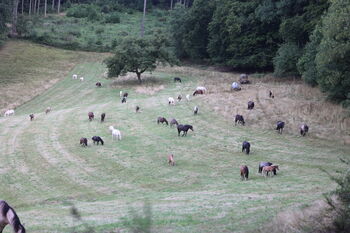 Welsh Ponys