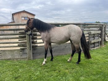 Walisisches Pony, Soukupová Tereza, Horses For Sale, Netolice