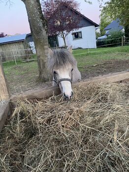 Welsh Pony Jährling Hengst/ Kinderpony/Therapie