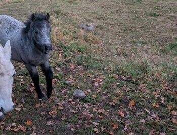 Welsh Pony Stutfohlen