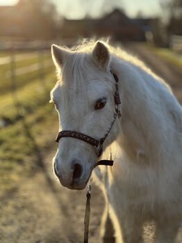 Welsh Pony Wallach