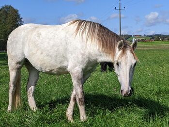 Welsh Pony Sek. B ,Bo'