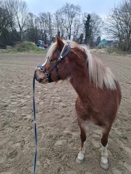 Welsh Pony Stute sucht neue Aufgabe