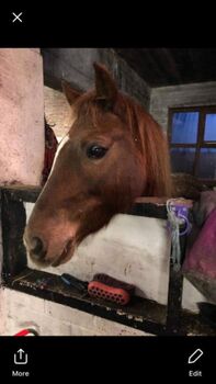 Welsh section C Liver Chestnut Mare