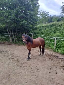 Welsh Stute, Plank Juliane, Horses For Sale, Wildenmaierhof