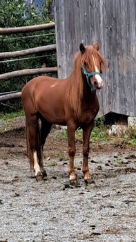 Welshmix Pony Wallach, Lisa Grießer, Horses For Sale, Tobadill