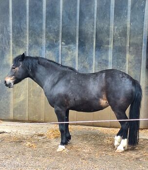 Welshponymix Stute