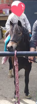 Welshponymix Stute, Metzler Carolin, Horses For Sale, Unterpurkla