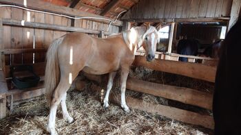 Wendy ein Traum von einem Pferd oder ☺️, Lena, Horses For Sale, Feldbach 