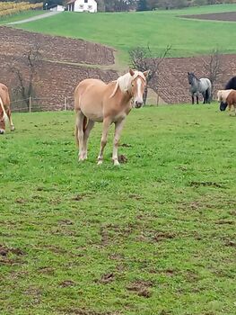 Wendy ein Traum von einem Pferd oder ☺️