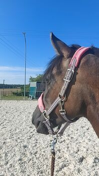 Werde Teil der Ausbildung einer talentierten Ponystute!, Anni, Reitbeteiligungen, Ehningen