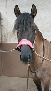 Werde Teil der Ausbildung einer talentierten Ponystute!