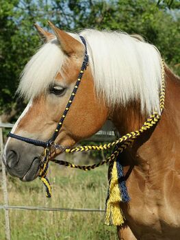 Western Zaum "Gebisslos-Fun-Color" in nachtblau/gelb,  Western Zaum "Gebisslos-Fun-Color", Una (Horse-design), Bitless Bridles, Rot am See