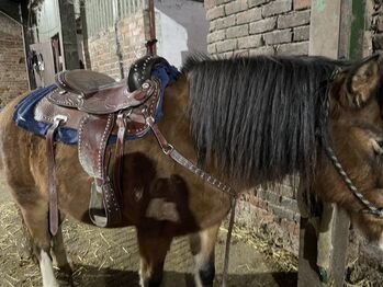Western horse tack for sale, Georgina kingston , Western Saddle, Hull