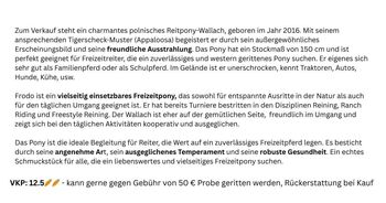 Western Reitpony - 10 Jahre - Wallach