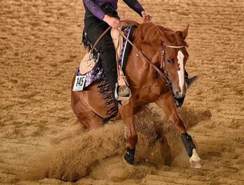 Western Reitbeteiligung gesucht