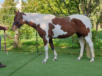 Westernsattel Deuber Flex Fit Vario Deuber und Partner 7705 Memphis Reiner