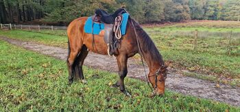 western zadel, Muijs, Robbert-Jan Huijding, Western Saddle, Nijmegen