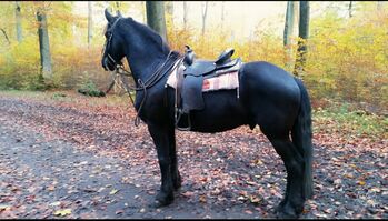 Westernsattel Kammerbreite ca. 17 cm, Mona Osting , Western Saddle, Oberhausen 