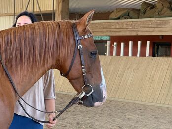 Western Trense mit Split Reigns, Lisa J. , Bridles & Headstalls, Gutow