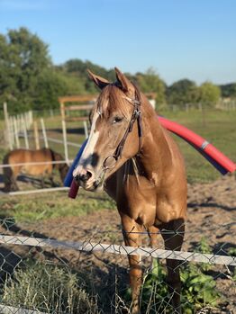 Westerntrense VB dunkelbraun, Mix-Match Krämer westerntrense , Jeannie Zeplin , Bridles & Headstalls, Lilienthal 