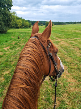 Western Trense mit Split Reigns