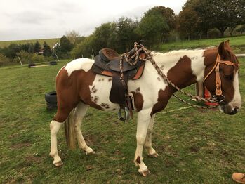 Westernsattel, Julia , Western Saddle, Lutherstadt 