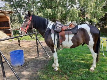 Westernpferd, Andreas Kurth , Horses For Sale, Elleben 