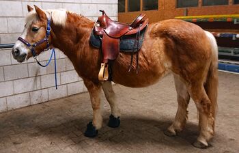 Westernsattel für kurze, breite Pferde (Haflinger/Pony/Fjordpferd etc.), Pferdesport Schwarz Sioux – Maßanfertigung, Melissa Fellinger, Westernsattel, Ditzingen