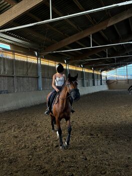 Westfahlem stute 9 jahre dressurgezogen