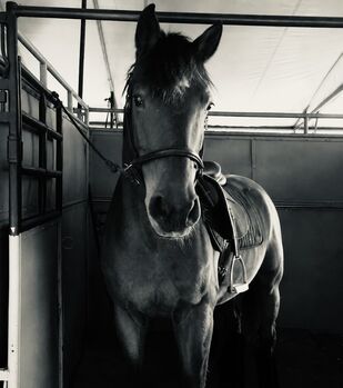 Westfahlem stute 9 jahre dressurgezogen, Megi, Horses For Sale, Rothenbach 