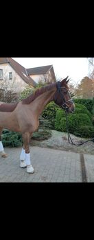 Westfale , Stute, 5 Jahre, 174 cm, Fuchs