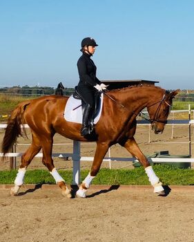 Westfalen giant, Vladis Tim, Horses For Sale, Beeskow