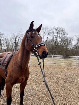 Westfalen Stute, Megi, Horses For Sale, Rothenbach 