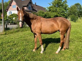 Westfalen Ponystute zu verkaufen, B. Knür, Horses For Sale, Salmsach