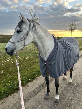 Schimmelstute, Rieke, Horses For Sale, Starzach