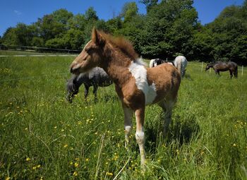 Viele tolle Pferde, Ponys und Fohlen