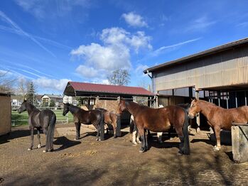 Wiesentalranch, Wiesentalranch, Riding Lessons, Mudau