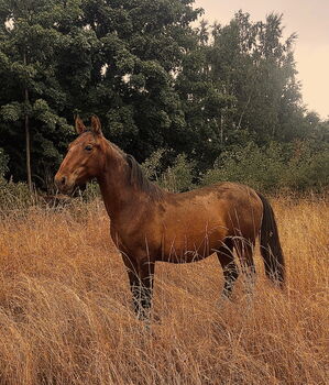 Darf‘s ein bisschen Barock sein? Andalusier PRE Spanier, Arlt, Horses For Sale, Ballenstedt 