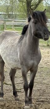 Wildpferd Dülmener, Melanie K, Horses For Sale, Dülmen