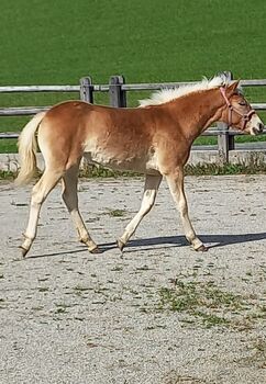 Wilma, 4-jährige Haflingerstute, Sophia , Horses For Sale, Bad Dürrnberg