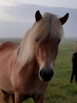 Windfarbene Stute für Zucht und Freizeit, ausIsland, Ursula Richard, Horses For Sale, Südisland