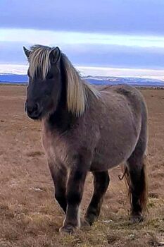 Windfarbene Stute zum Reiten oder Züchten